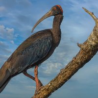 Бородавчатый ибис :: Aleksey Afonin