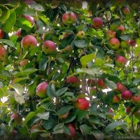 Яблочки :: Елена Сухорученкова