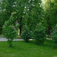 Романовский парк :: Елена Сухорученкова