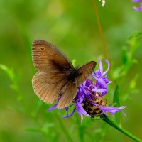 опять про бабочек...396 :: Александр Прокудин
