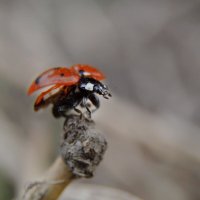 Стартую.... :: Надежда Куркина 