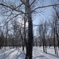 Солнце за тополями прясется :: Андрей Хлопонин