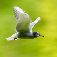 Крачка :: Владимир Лазарев