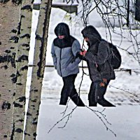 Февраль...Неразлучные друзья! :: Владимир 