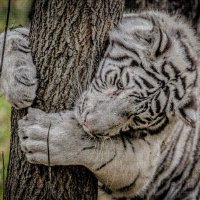 клён ты мой опавший.... :: Аркадий Лаптенко