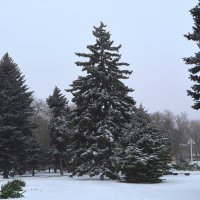 Ростов-на-Дону. Зимняя ель Театрального сквера. :: Пётр Чернега