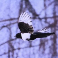 В поисках еды :: Людмила Смородинская