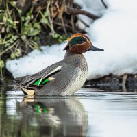 чирок свистунок :: юрий макаров