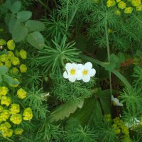 придет лето и всё будет хорошо! :: Галина Флора