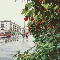 Летний дождь :: Лариса С.