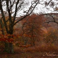 Природа Крыма :: Amazing Cosmea