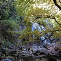 Природа Крыма :: Amazing Cosmea