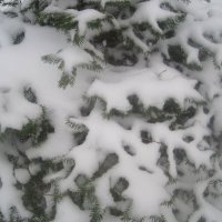 Снежной зимой :: Елена Семигина