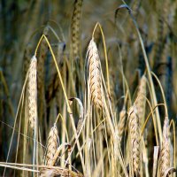 Колосья. :: nadyasilyuk Вознюк