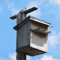 Воробьиная семейка :: Надежда 