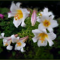 Лилия царственная ... :: Валентина Надсон