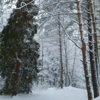 природа :: Владимир 