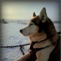 Хаски :: Валентина Надсон