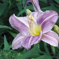 Лилейник :: Freddy 97