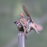 3-ий лишний... :: владимир 