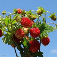 Лесная земляника :: Наталья ***