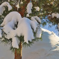 Снежный февраль :: Светлана 