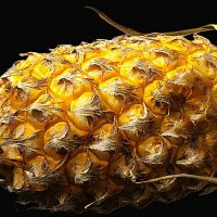 Ананас крупнохохолковый :: Hope 