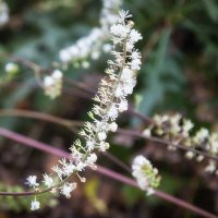 Осенний этюд. :: Лилия * Осенний этюд. :: Лилия *