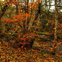 Черноречинский каньон. :: Сергей Воротников