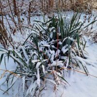 Зима в палисаднике :: Наталья 