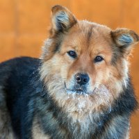 Пёс. :: Анатолий. Chesnavik.