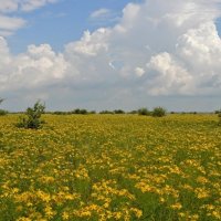 Цветёт зверобой... :: Надежда Куркина 