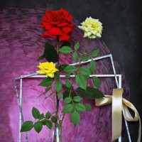 Зимние розы :: Татьяна Машошина