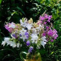 Летний букет! :: Нина Андронова