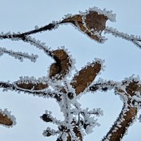 Иней Калининграда :: Михаил Свиденцов