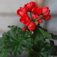 Пеларгония тюльпановидная :: Елена Сухорученкова