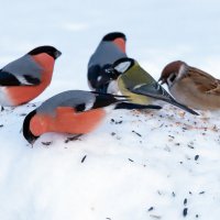 Куча-мала. :: Владимир Безбородов