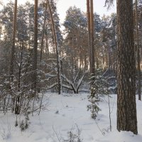 Зимним утром :: Любовь Сахарова