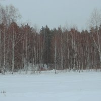 Березы на фоне сосен :: Любовь Сахарова