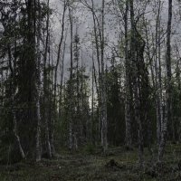 Дождь в тайге :: Aleksey Afonin