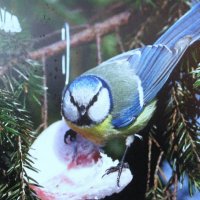 Хорошо, когда есть сало :: Людмила Смородинская