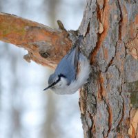 Вверх хвостом, вниз головой :: Татьяна Лютаева