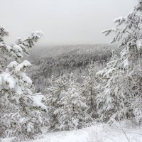 Зимний туман :: Наталья Димова