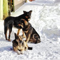 Три друга :: Юрий Гайворонскiий Три друга :: Юрий Гайворонскiий