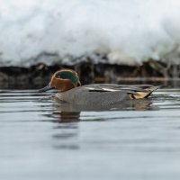 чирок свистунок :: юрий макаров