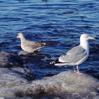 Чайки на море :: Рита Симонова