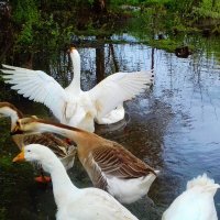 напугали гусей :: Владимир 