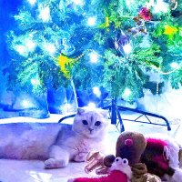 Лукас в Новый год. :: Александр Владимирович Никитенко