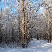 Зимний парк... :: Татьяна Гнездилова