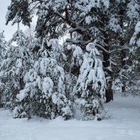 Снежные молодые сосны :: Александр Синдерёв